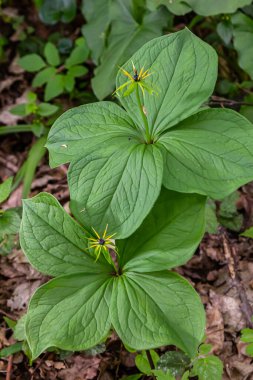 Paris kuadrifolisi çiçek açmış. Halk arasında bitki Paris ya da gerçek aşığın düğümü olarak bilinir..