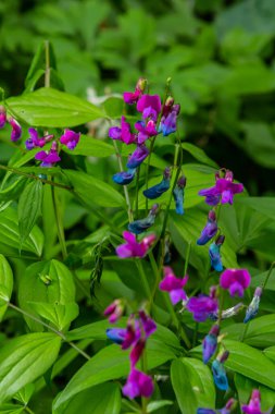 Bahar çiçekleri Lathyrus vernus bitkisini vahşi doğaya yayıyor. Mayıs.