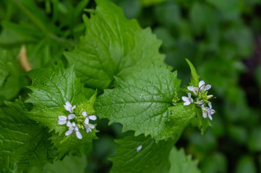 Sarımsak hardal çiçekleri Alliaria petiolata yakından. Alliaria petiolata, hardalgiller (Brassicaceae) familyasından bir bitki türü..
