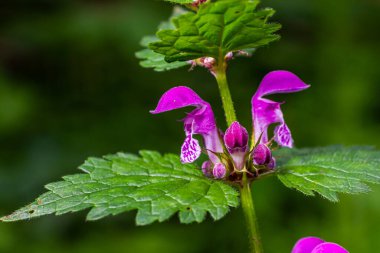 Benekli, ölü lamium maculatum pembe çiçekleri. Bahçedeki şifalı bitkiler.