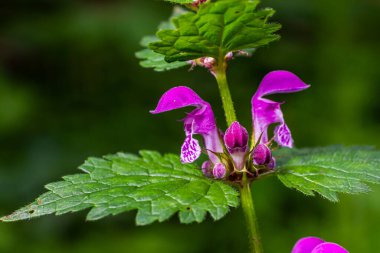 Pink flowers of spotted dead-nettle Lamium maculatum. Medicinal plants in the garden. clipart