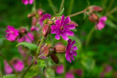 Silene dioica Melandrium rubrum, Caryophyllaceae familyasından bir bitki türü. Kırmızı kafes.