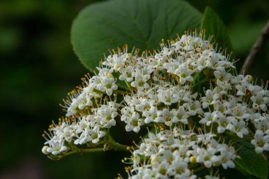 White inflorescence of on a branch of a plant called Viburnum lantana Aureum close-up. clipart