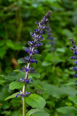 Ajuga Reptans Atropurpurea 'nın ilkbaharda çekilmiş mavi çiçekleri. .