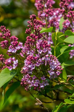 Yaygın Leylak Şırıngası İlkbaharda yeşil yapraklarla çevrili mor çifte çiçeklerle çiçek açıyor.