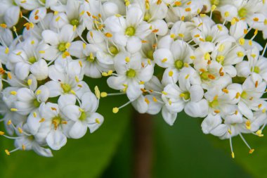 Viburnum lantana Aureum adlı bir bitkinin dalına beyaz tonlama..