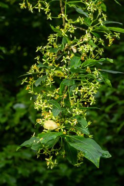 Çiçek açan Avrupa Milli Ağacı, Euonymus Avrupaeus, çiçek açan bitki.