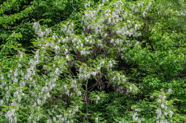 Bal arısı, akasya çiçeğinden nektar toplar. Çiçek açan akasya kümeleri. Ballı bahar bitkisi. Nektar toplayın. Kara çekirge dalları, Robinia psödoacia, sahte akasya..