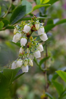 Çalılıklarda beyaz yaban mersini tomurcukları. Yabanmersini tomurcuğu dalı. Beyaz çiçekler. Makro bakış açısı. Bahçede yetişen çalılar. Yaz, bahar boyunca doğa.