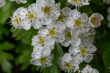 Beyaz Crataegus çiçekleri güneş ışığıyla kapanır.