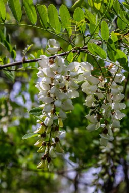 Bal arısı, akasya çiçeğinden nektar toplar. Çiçek açan akasya kümeleri. Ballı bahar bitkisi. Nektar toplayın. Kara çekirge dalları, Robinia psödoacia, sahte akasya..