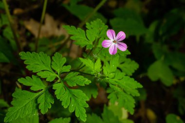 Sardunya Purpureum çiçeğinin makro fotoğrafı.