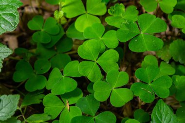 Sürünen kadının doru bitkisini kapatın Oxalis corniculata.