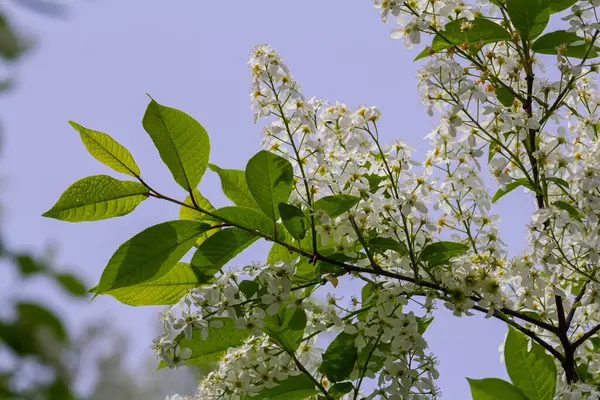 Stock image Selective focus photo. Bird cherry tree , Prunus padus blooming.