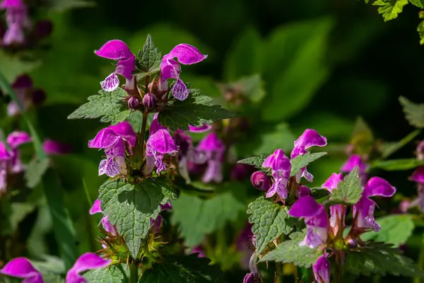 Benekli, ölü lamium maculatum pembe çiçekleri. Bahçedeki şifalı bitkiler.