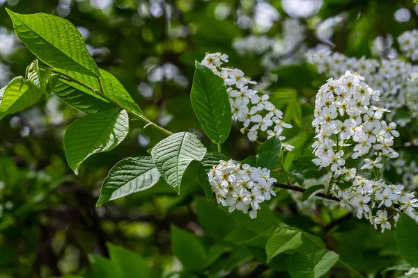Seçici odak fotoğrafı. Kuş kiraz ağacı, erik yaprağı çiçek açıyor..