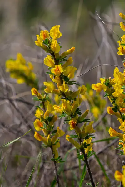 Chamaecytisus ruthenicus blooms in the wild in spring.