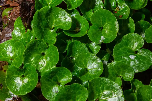 Düzensiz Zencefil bitkiler, Asarum europaeum parlak yeşil yapraklar.