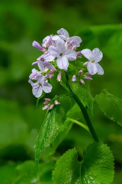 stock image In spring, Lunaria rediviva blooms in the wild in the forest.