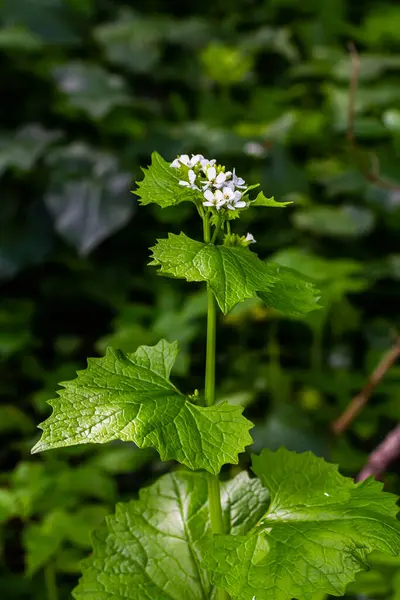 stock image Macro closeup of medicative herb blossom Garlic mustard Alliaria petiolata.