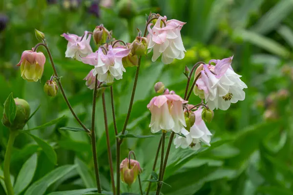 stock image Blooming Aquilegia, columbine plant in the garden. beautiful floral spring background.