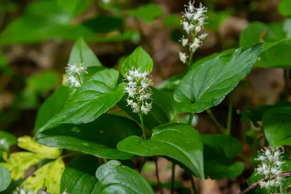 stock image Maianthemum bifolium or false lily of the valley or May lily is often a localized common rhizomatous flowering plant. Growing in the forest.