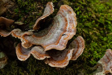 Trametes versicolor, ayrıca Polyporus versicolor olarak da bilinir, dünya çapında yaygın olarak bulunan ve ağaç gövdelerinde yetişen geleneksel tıbbi mantar türüdür..