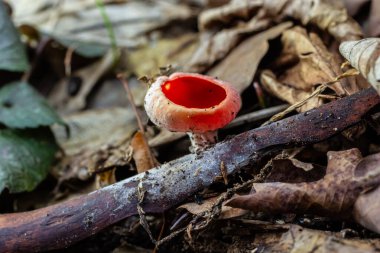 Spring edible red mushrooms Sarcoscypha grow in forest. close up. sarcoscypha austriaca or Sarcoscypha coccinea - mushrooms of early spring season, known as Scarlet elf cup. fresh fungus picking. clipart