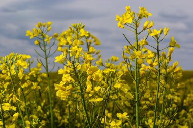 Kolza tohumu tarlası Ukrayna 'da mavi gökyüzünde parlak sarı çiçeklerle çiçek açar. Yakın çekim..