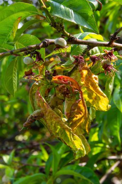 Şeftali ağacında hasta yapraklar. Taphrina deformans.