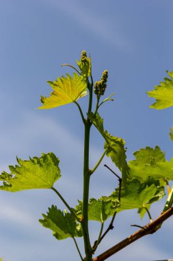 Baharda mavi gökyüzünün arka planında taze yeşil üzüm yaprakları.