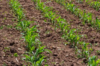 Güneşli bir günde tarlada yetişen genç mısır bitkileri. Seçici odak.