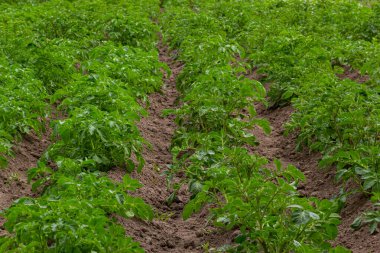 patates alan yeşil sürgünler patates ile.