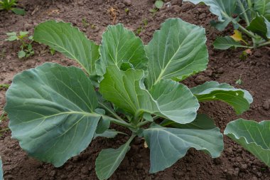 Genç lahana Filiz Sebze yatak.