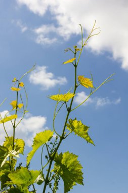 Baharda mavi gökyüzünün arka planında taze yeşil üzüm yaprakları.