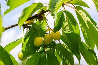Olgun büyük meyveli kiraz ağacı dalı.