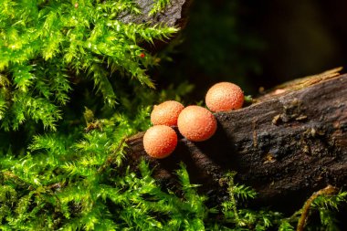 Sonbahar ormanında turuncu kırmızı balçık mantarı Lycogala epidendrum.