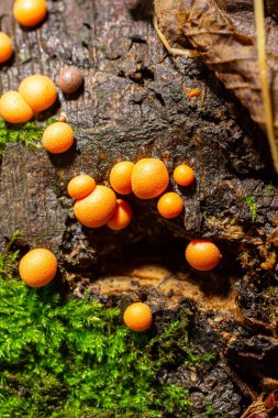 Sonbahar ormanında turuncu kırmızı balçık mantarı Lycogala epidendrum.