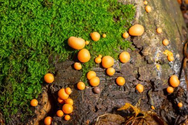 Sonbahar ormanında turuncu kırmızı balçık mantarı Lycogala epidendrum.