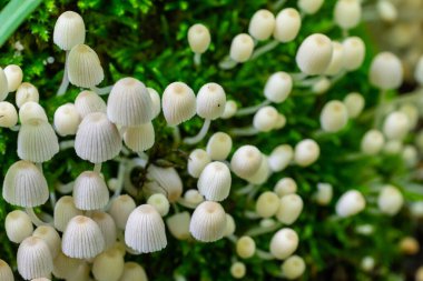 Mycena epipterygia is a species of fungus in the family Mycenaceae of mushrooms commonly found in Europe.It is commonly known as yellowleg bonnet or yellow-stemmed mycena. clipart