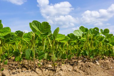 Bir tarlada taze soya fasulyesi fideleri .