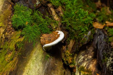 Beyaz kenarlı kahverengi ayı mantarı ve ormanda yeşil yosun - Ganoderma applanatum.