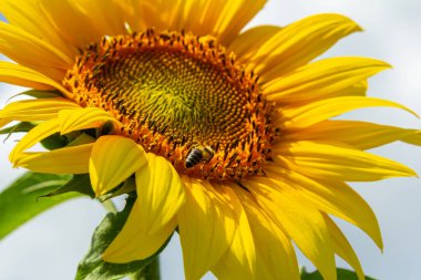 Mavi gökyüzü arkaplanlı ayçiçeği.