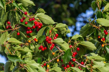 Olgun büyük meyveli kiraz ağacı dalı.