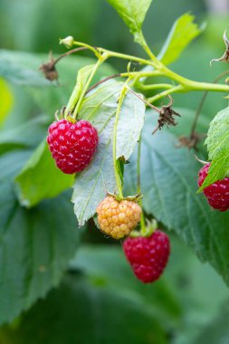 Bahçede olgun ahududu dalları.