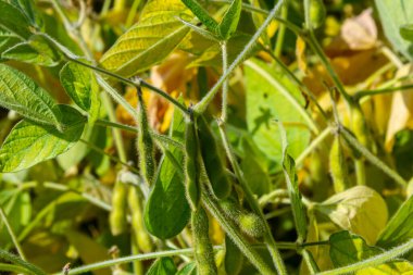 Soya fasulyesi tarlada yetişir. Seçici odaklanma. Doğa.