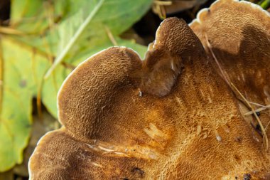 Ormandaki dev Polypore mantarı Meripilus Giganteus 'un doğal yakın çekimi..