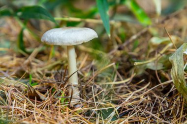 Lentil shanklet, ayrıca elma çekirdeği mantarı olarak da bilinir, Collibia tuberosa.