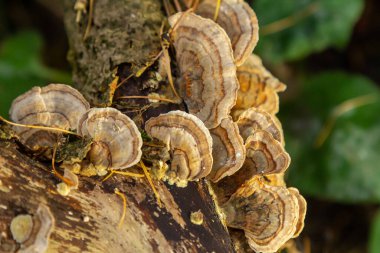 Trametes versicolor, ayrıca Polyporus versicolor olarak da bilinir, dünya çapında yaygın olarak bulunan ve ağaç gövdelerinde yetişen geleneksel tıbbi mantar türüdür..
