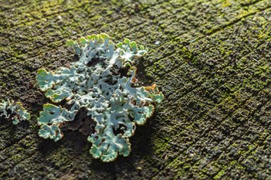 Eski bir ağaç dalındaki liken hipogymnia bitkilerinin yakın çekimi..